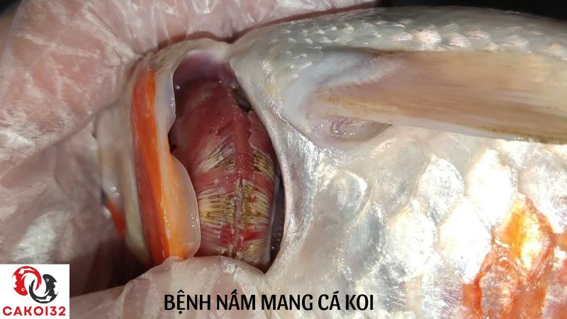 các loại bệnh cá koi