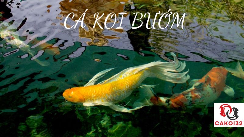 cá koi bướm