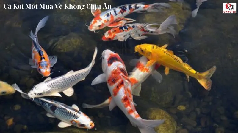 Cá koi mới mua về không chịu ăn