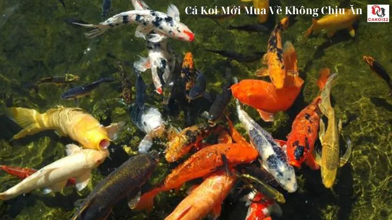 Cá koi mới mua về không chịu ăn