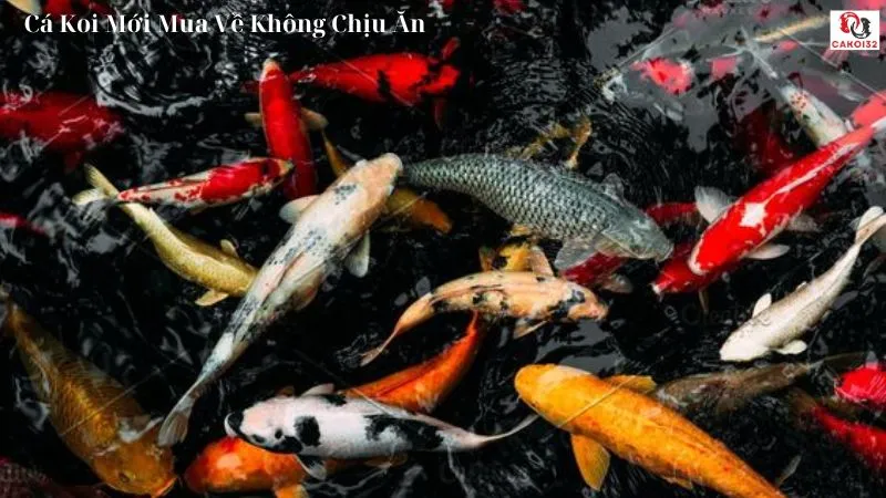 Cá koi mới mua về không chịu ăn