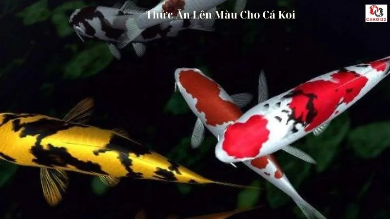 Thức ăn lên màu cho cá koi