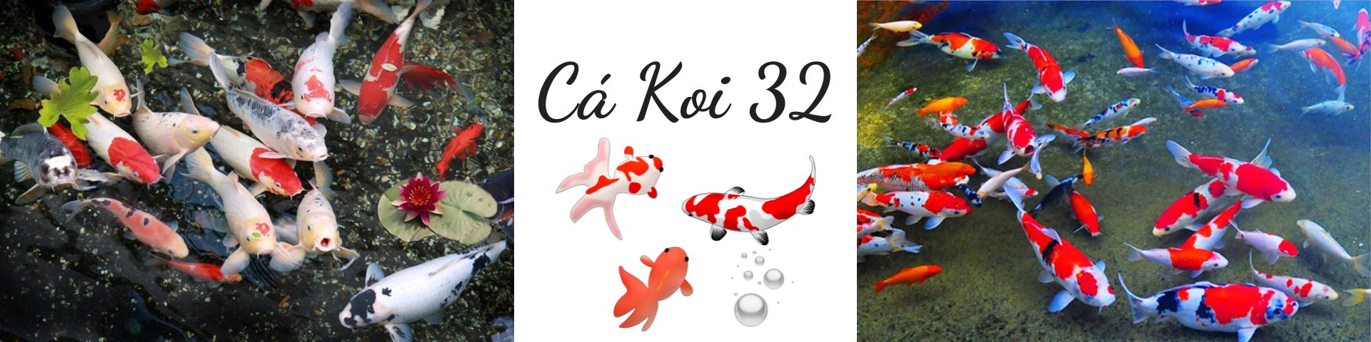 Cá Koi 32